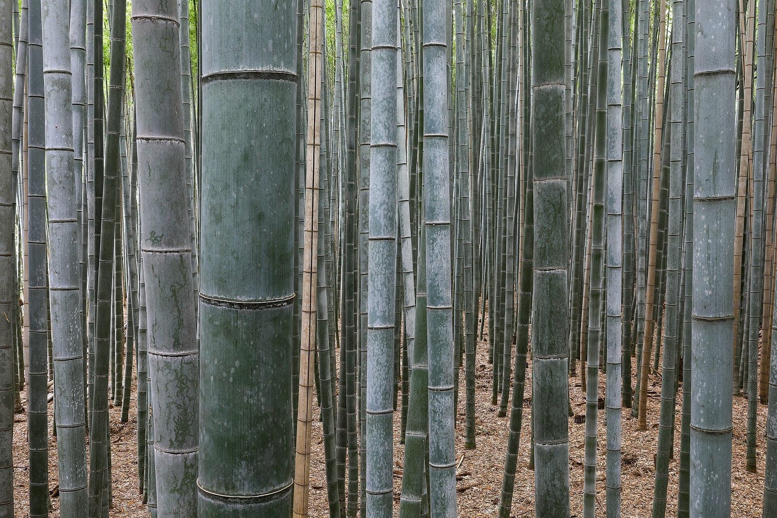 Bamboo in Kyoto’s Arashiyama grove