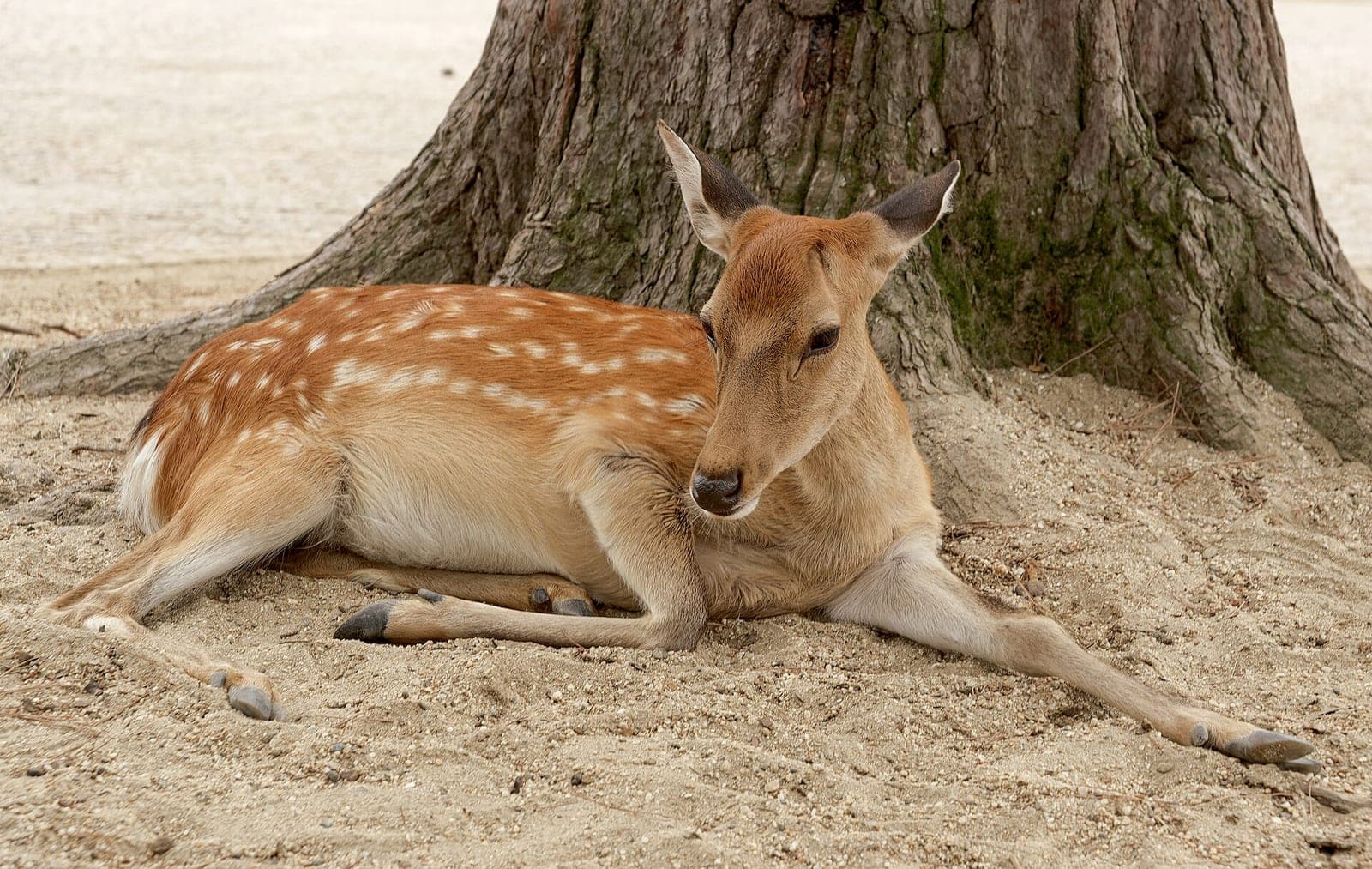 A deer resting in Nara Park