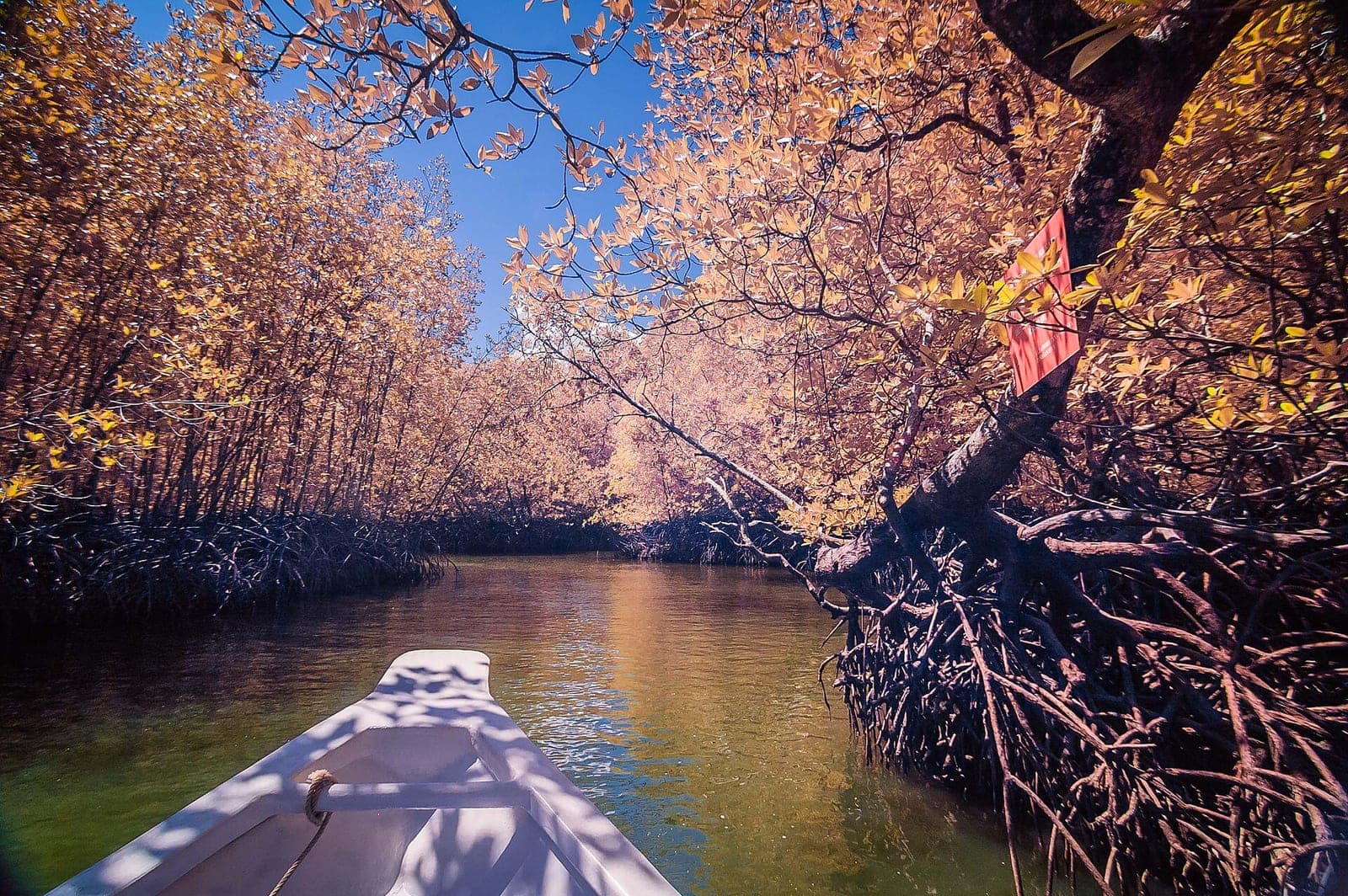 A boat journey through Langkawi’s mangroves