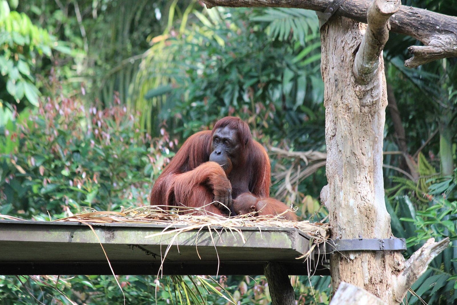 An orangutan at Singapore Zoo