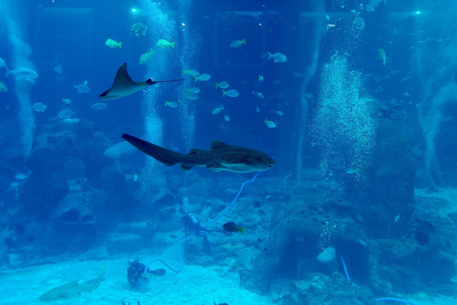 Marine life at Singapore’s S.E.A. Aquarium