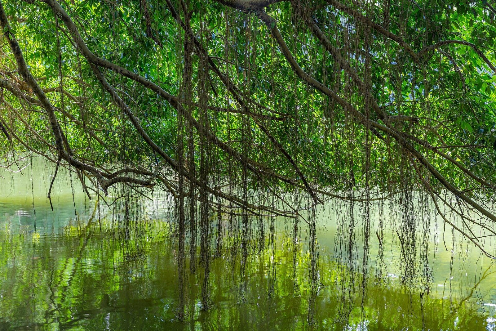 Reflections in the water at Singapore Botanic Gardens