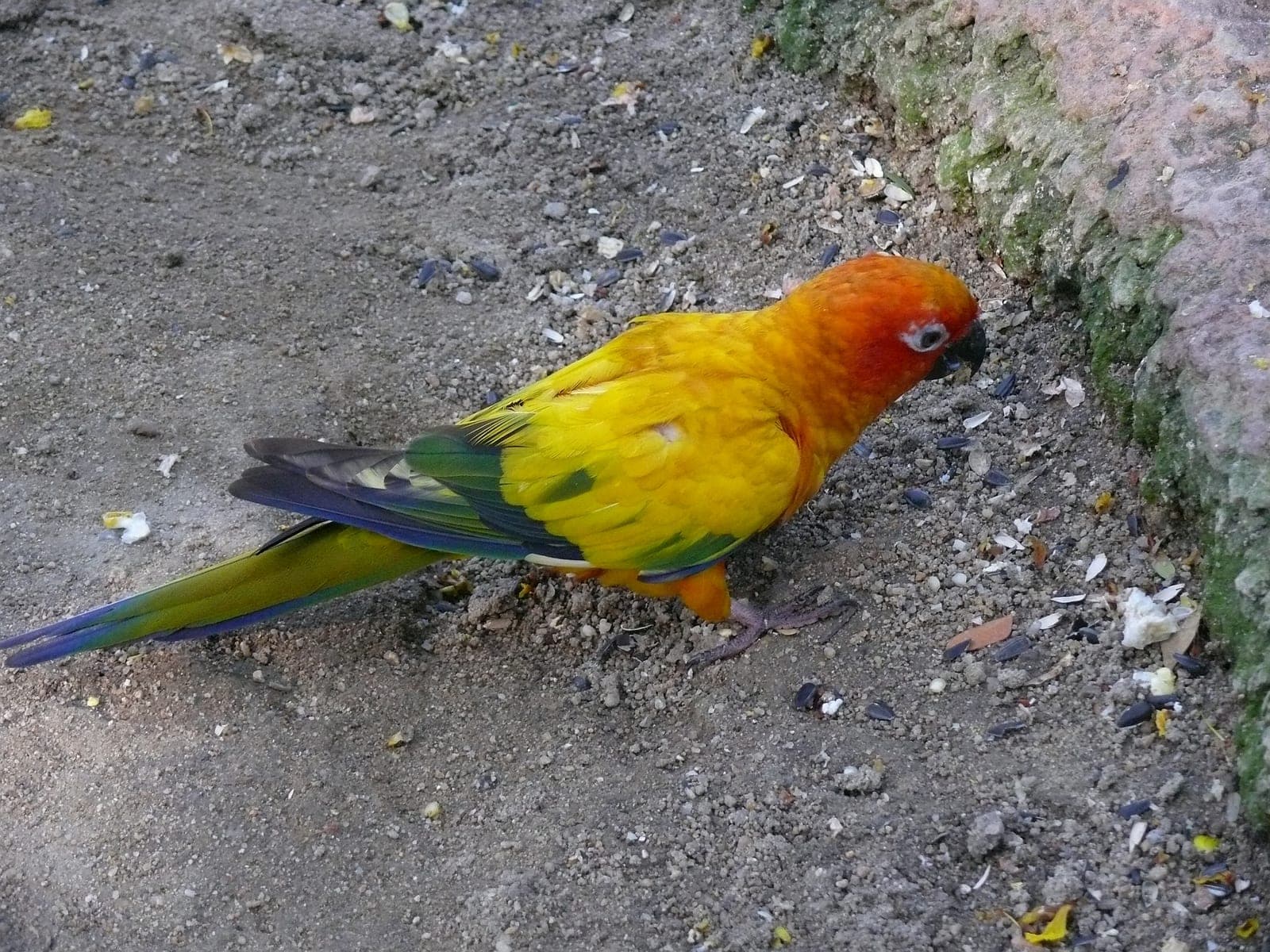 A colourful bird at Safari World, Bangkok