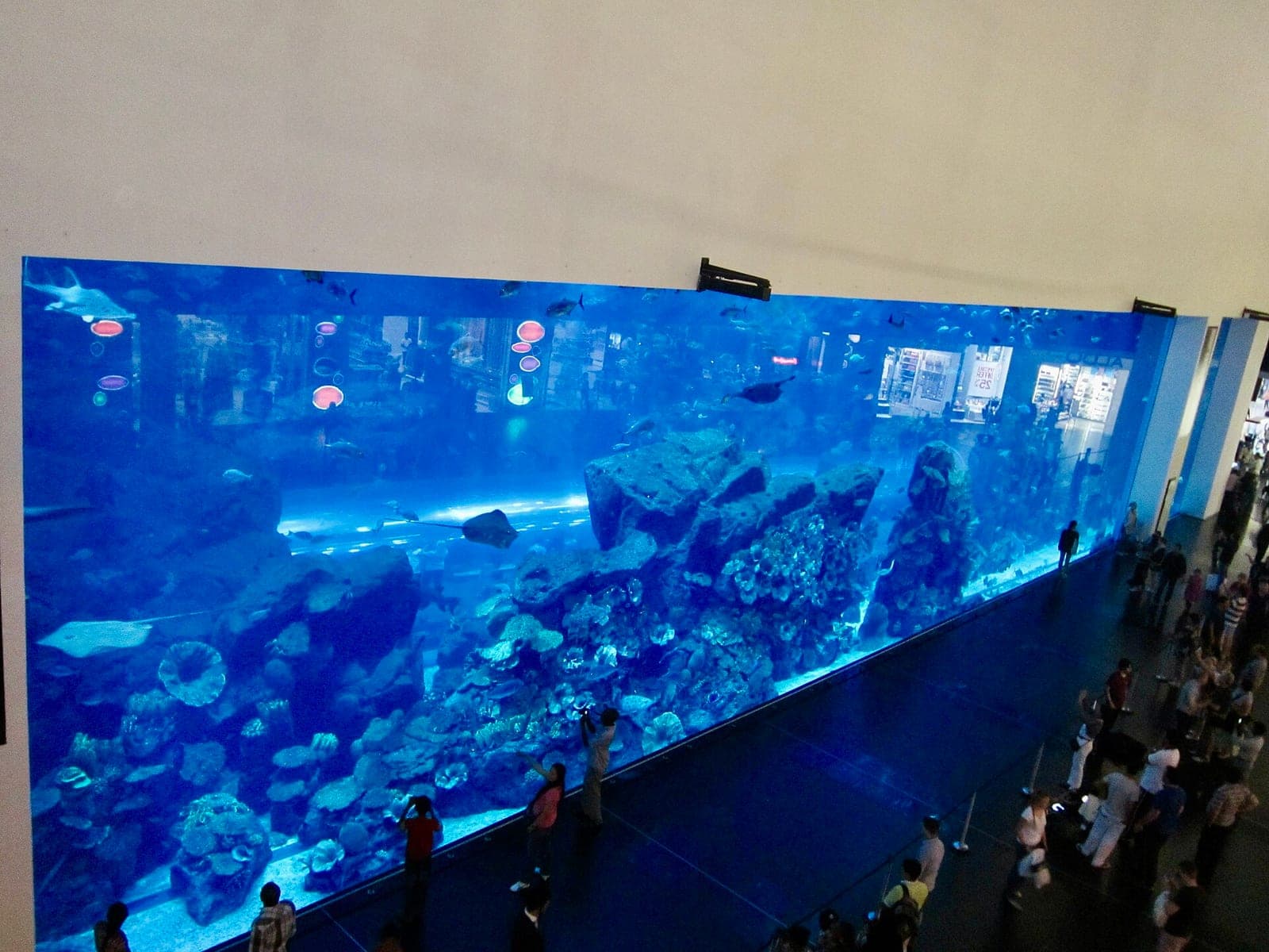 Marine life at Dubai Aquarium