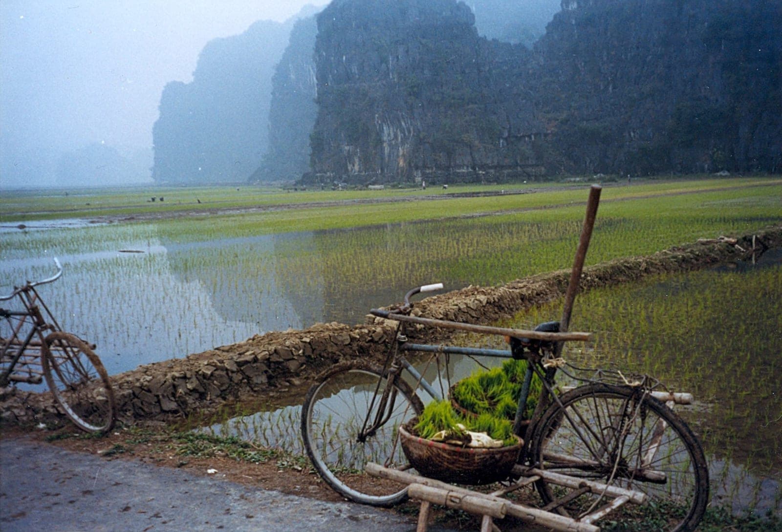 Rice fields and limestone cliffs at Tam Coc