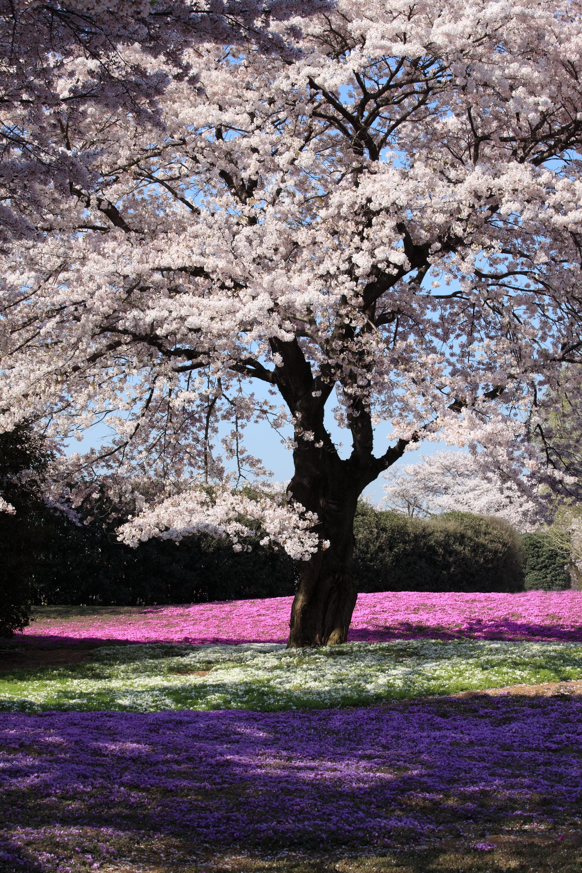 When to go to Japan, and when not to