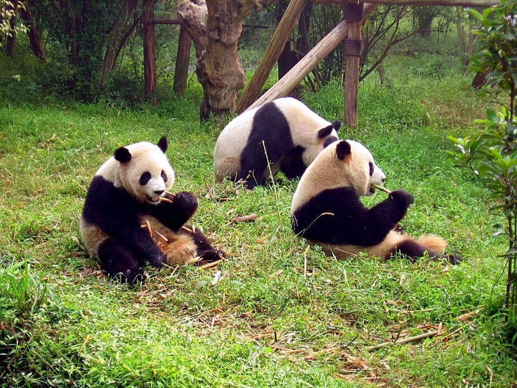 Giant pandas in Chengdu