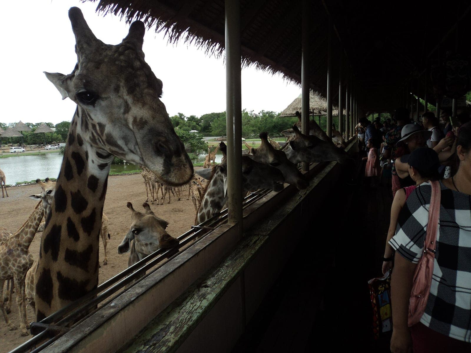 Giraffes at Safari World, Bangkok